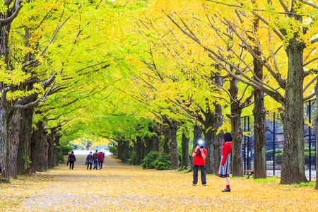 Tokyo, Japan - November 7 : Street in Tokyo, Japan on November 7, 2014, The street nearby Meiji Jingu Gaien that has beautiful Ginkgo along the lenght of the streetのeditorial素材