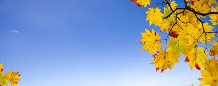 The easy picture beautiful maple autumn landscape background