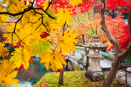 The beautiful conlorful maple leaf vibrant tree in Japan travel autumn season, Japan