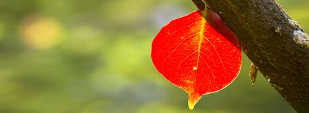 The beautiful red leaves in the autumn season, Taiwanの写真素材