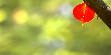 The beautiful red leaves in the autumn season, Taiwanの写真素材