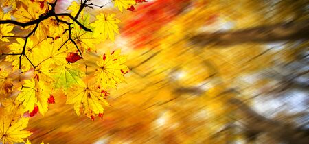 The easy picture beautiful maple autumn landscape backgroundの写真素材