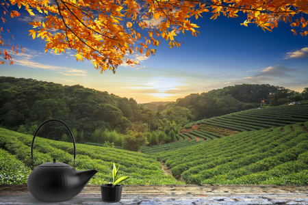 The tea cup on the table nature background in garden, warm tone, Taiwanの写真素材