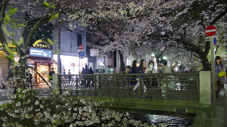 Kyoto, Jpana - March 28, 2015: beautiful sakura season in Kyoto city stree view with nice bridge for backgroundのeditorial素材