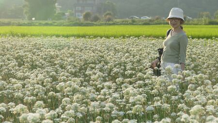 Daxi Chives, Taiwan - September 26th, 2017 September into the autumn before the beautiful Daxi leek flowers, Taiwanのeditorial素材