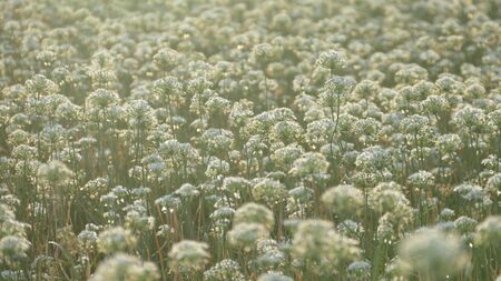 Daxi Chives, Taiwan - September 26th, 2017 September into the autumn before the beautiful Daxi leek flowers, Taiwanのeditorial素材