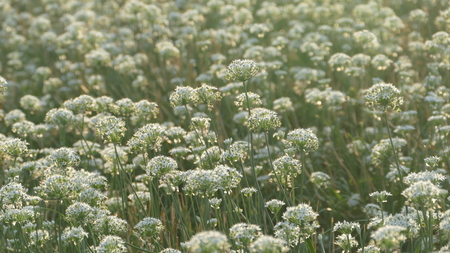 Daxi Chives, Taiwan - September 26th, 2017 September into the autumn before the beautiful Daxi leek flowers, Taiwanのeditorial素材