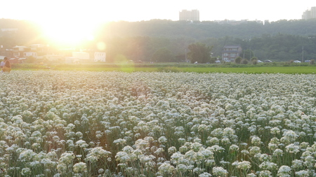 Daxi Chives, Taiwan - September 26th, 2017 September into the autumn before the beautiful Daxi leek flowers, Taiwanのeditorial素材
