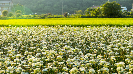 Daxi Chives, Taiwan - September 26th, 2017 September into the autumn before the beautiful Daxi leek flowers, Taiwanのeditorial素材
