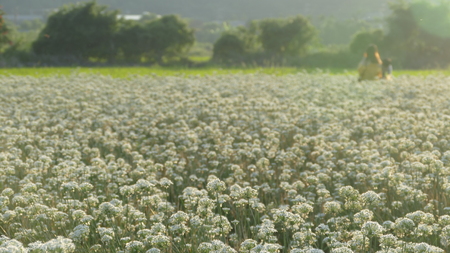 Daxi Chives, Taiwan - September 26th, 2017 September into the autumn before the beautiful Daxi leek flowers, Taiwanのeditorial素材