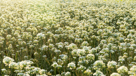 Daxi Chives, Taiwan - September 26th, 2017 September into the autumn before the beautiful Daxi leek flowers, Taiwanのeditorial素材