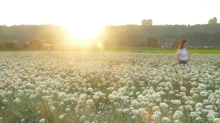Daxi Chives, Taiwan - September 26th, 2017 September into the autumn before the beautiful Daxi leek flowers, Taiwanのeditorial素材