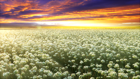 The Nice picture with a fresh flowers and cloud backgroundの写真素材