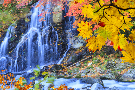 The Beautiful autumn leaves and sky background in fall seasonの写真素材