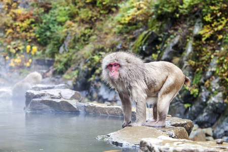 The Snow Monkey at the edge of the hot spring pool (Onsen) at Jigokudani Monkey Park in Nagano prefecture, Japanの写真素材