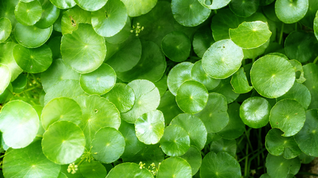 The Group of Shield Pennywort, Gotu kola, green nature backgroundの写真素材