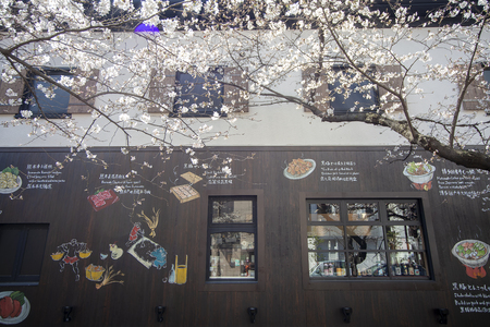 Kyoto , Japan - Mar 28, 2015 Japan's cherry blossom season in Kyoto in early March each year, Japanのeditorial素材