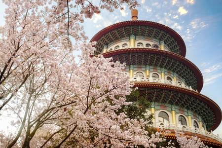 Sakura Flower or Cherry Blossom With Beautiful Nature Backgroundのeditorial素材