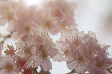 The pink beautiful sakura flower with nice background colorの写真素材