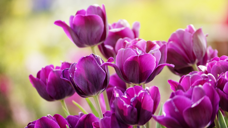 purple tulipの写真素材