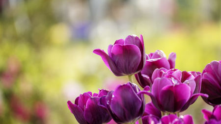 purple tulipsの写真素材