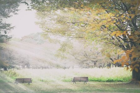 The beautiful red leaf season with nice lightの写真素材