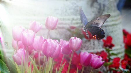 THe Beautiful butterfly on a flowers with nice backgroundの写真素材