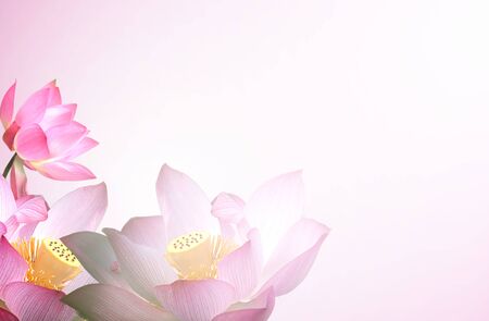 The lotus flower with light green backgroundの写真素材