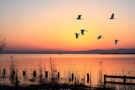 The Foggy morning in the mountains with flying birds over silhouettes of hillsの写真素材