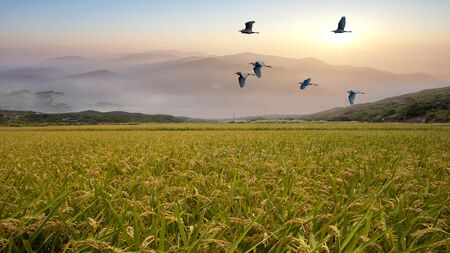 The Foggy morning in the mountains with flying birds over silhouettes of hillsの写真素材