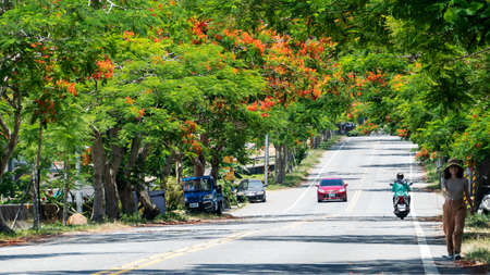 taitung, Taiwan - Jul, 18 2020 : Poinciana flowers bloom along the road create idyllic beauty in the countryside in taitung . Taiwanのeditorial素材