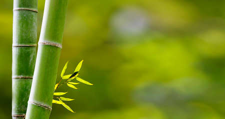 The Bamboo forest,Natural background with nice backgroundの写真素材