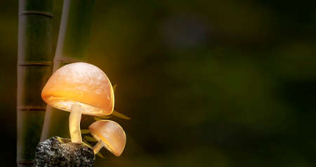 The 3d rendering Mushroom Wallpaper with nice background color