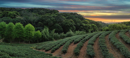 The tea plantation landscape sunset, Taiwan