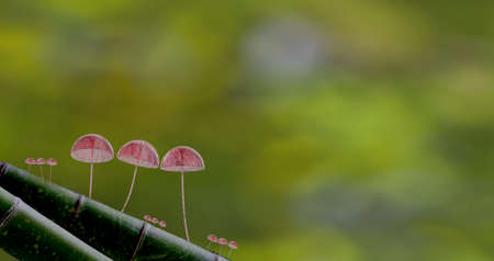 The 3d rendering Mushroom Wallpaper with nice background colorの写真素材