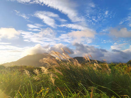 The natural source of alpine grasses is at Shangshan in Taipei City, Taipei City, Taiwanの写真素材