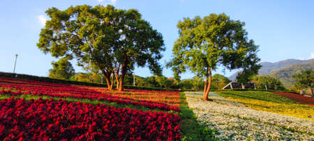 The San-Tseng-Chi Urban Park on a bright sunny day with colorful flower fields on the hillside under blue clear sky during Flower Festival, in Beitou District, Taipei City, Taiwanの写真素材