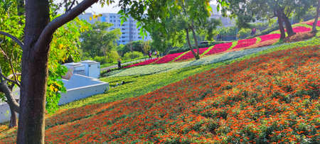 The San-Tseng-Chi Urban Park on a bright sunny day with colorful flower fields on the hillside under blue clear sky during Flower Festival, in Beitou District, Taipei City, Taiwanの写真素材