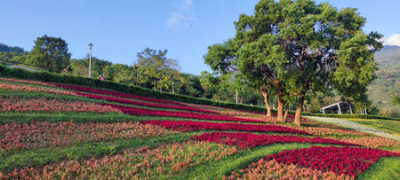 The San-Tseng-Chi Urban Park on a bright sunny day with colorful flower fields on the hillside under blue clear sky during Flower Festival, in Beitou District, Taipei City, Taiwanの写真素材