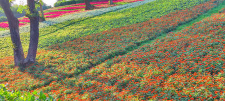 The San-Tseng-Chi Urban Park on a bright sunny day with colorful flower fields on the hillside under blue clear sky during Flower Festival, in Beitou District, Taipei City, Taiwanの写真素材