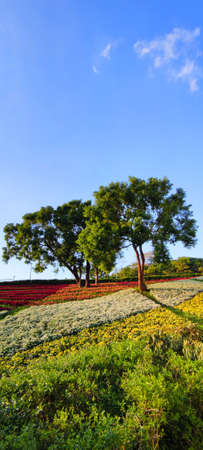 The San-Tseng-Chi Urban Park on a bright sunny day with colorful flower fields on the hillside under blue clear sky during Flower Festival, in Beitou District, Taipei City, Taiwanの写真素材
