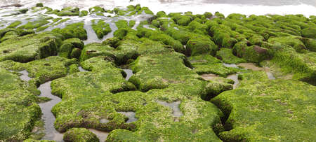 The Laomei Green Stone Trough is located in Shimen District on the North Coast, Every April and May,...