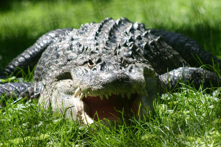 Crocodile on grassy bank with a mouth open as an intimidating gestureの写真素材