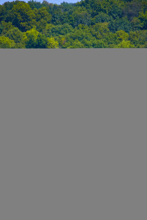 Rows of corn in farm field verticalの写真素材
