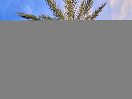 Close up looking up at large palm trees in tropicsの写真素材