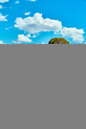 Loan tree in desert with rocks and mountainsの写真素材