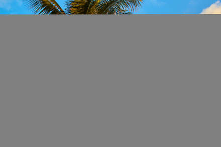 Palm tree group in tropics against blue skyの写真素材