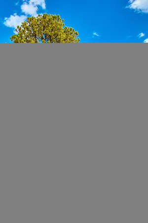 Large tree on small creek river with blue sky