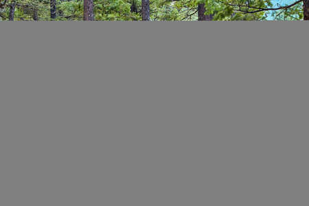 Walking path through the forest majestic pine trees and needlesの写真素材