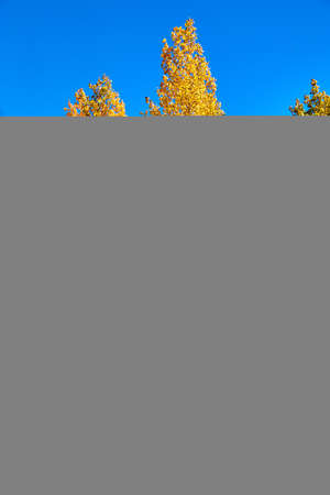 Close up of golden yellow aspen trees in fallの写真素材